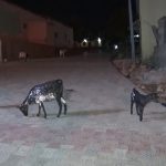 vlcsnap-2026-06-04-21h09m52s133